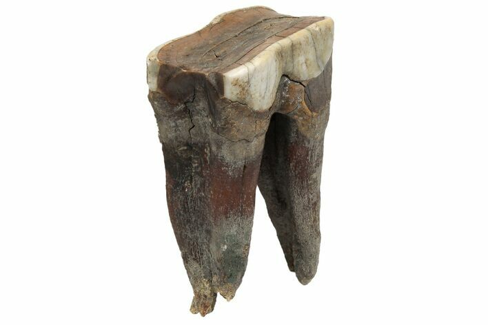 Fossil Woolly Rhino (Coelodonta) Tooth - Siberia #225599